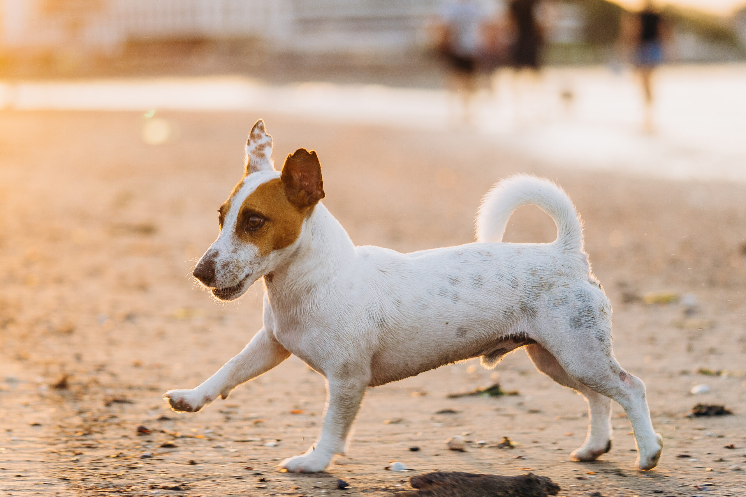 hochzeitsfotograf lübeck Hundfotos